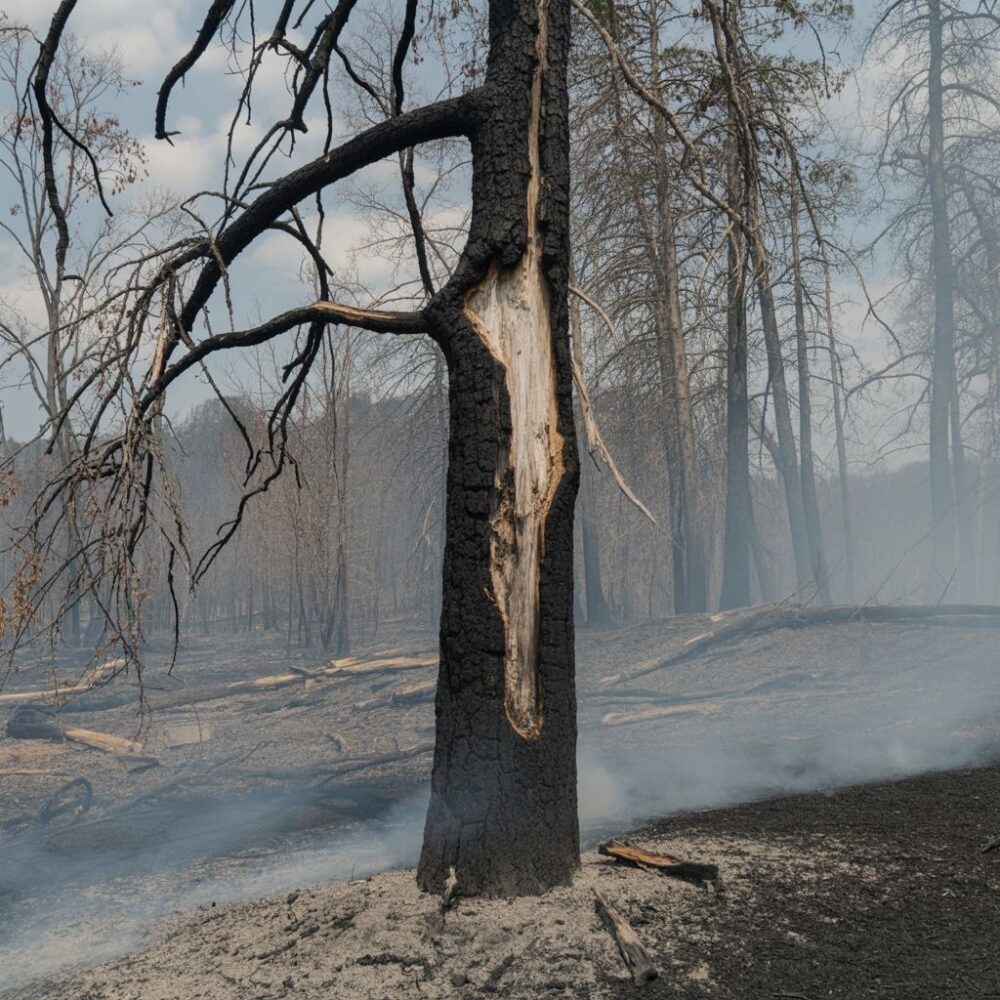 popiół po pożarze